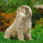 dowl