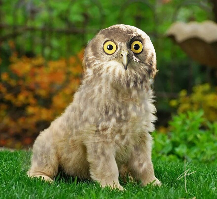 dowl