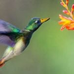 dummingbird