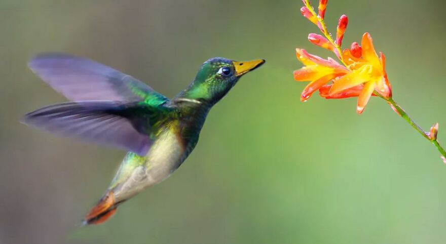 dummingbird