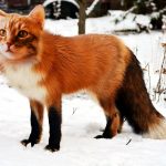 foxcat