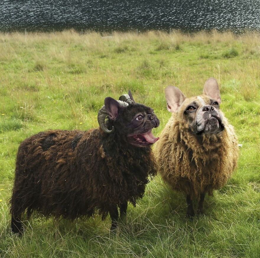 French sheep dogs