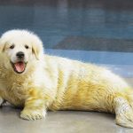 golden reseaver