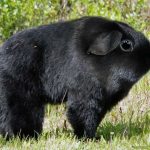 guinea bear