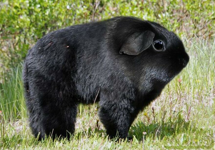 guinea bear