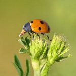 ladygoose