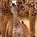 meeraffe