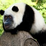 orangupanda