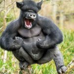 pigilla