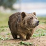 reverse wombear