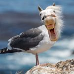 sea horse