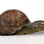 snaiman