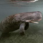 whalatee