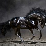 xenomorse