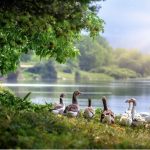 goose on farms beautiful