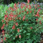 columbine flowers in shade gardens