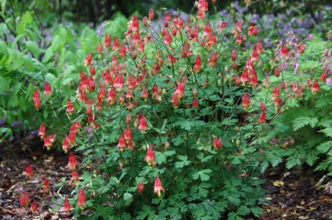 columbine flowers in shade gardens