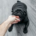 fingers in dog mouth