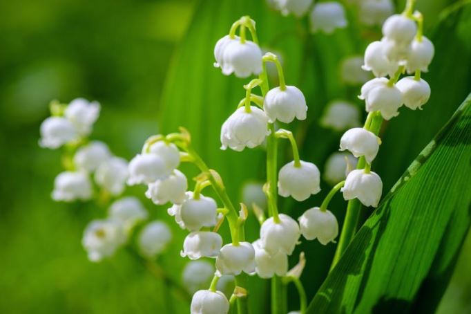 Lily of the valley plants in shade gardens