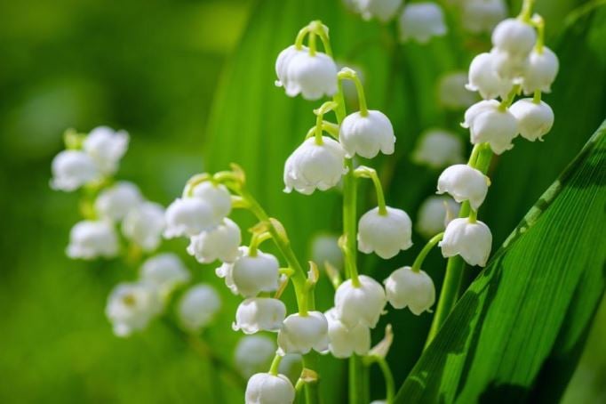 lily of the valley plants in shade gardens