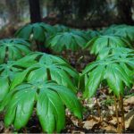 may apple plant in shade gardens