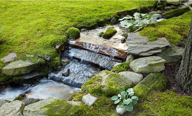 moss in shade gardens