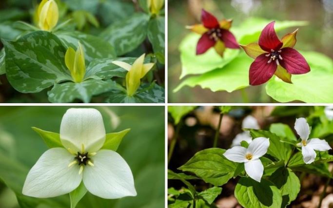 trilliums in shade gardens