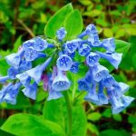 virginia blue bells in shade gardens