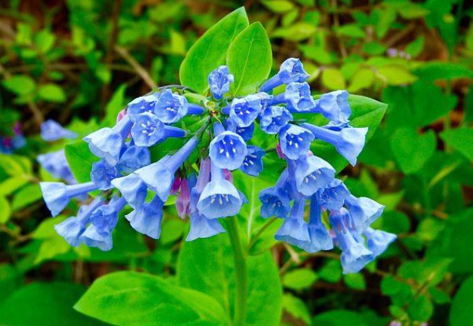 virginia blue bells in shade gardens