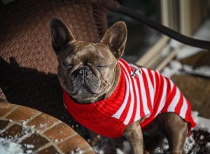dog in chilling cold wearing sweater