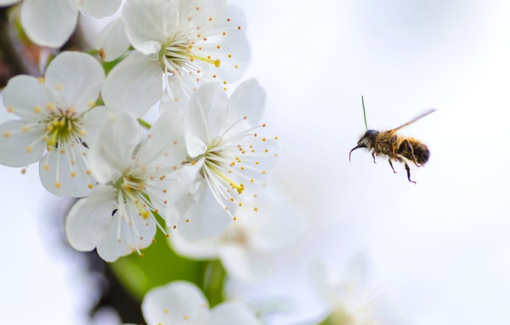 bee and flower