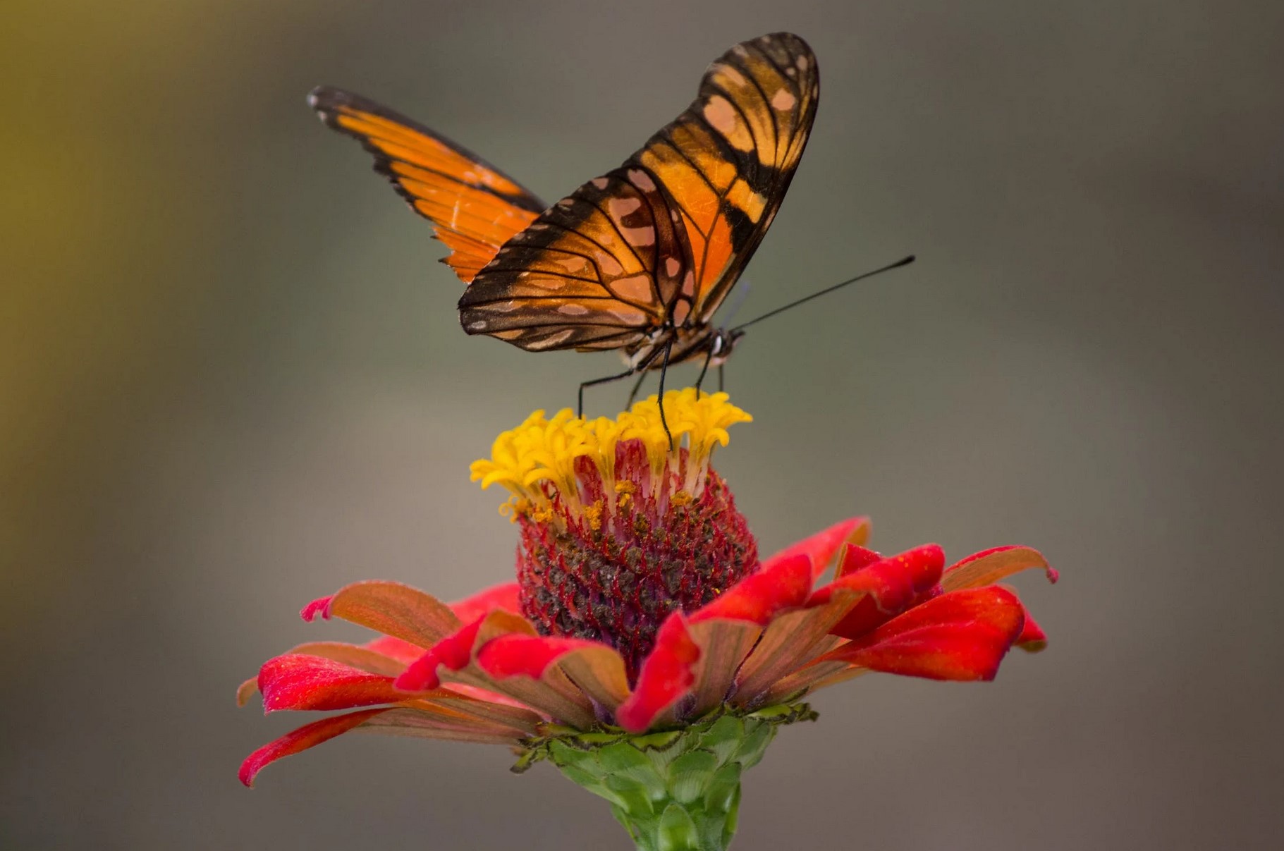 The Pollinator’s Role: Understanding the Vital Relationship Between