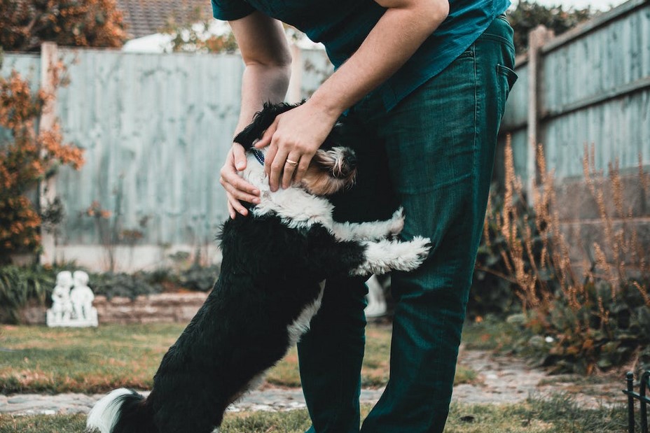 Dog cuddling with the owner