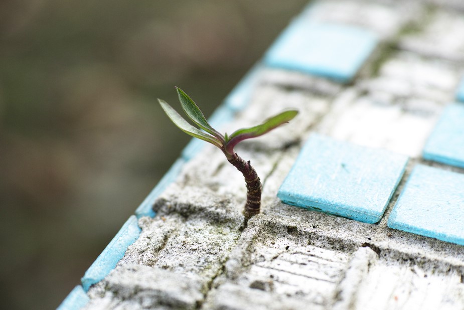 Growing plant between square blocks