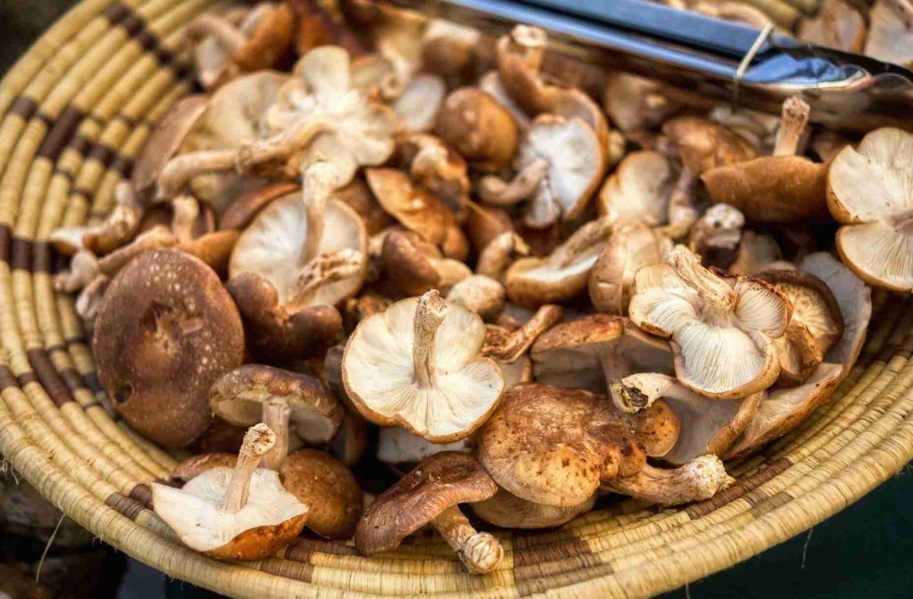 A close-up shot of harvested mushrooms