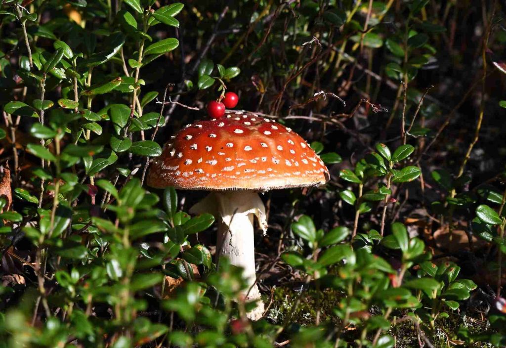 Mushroom closeup