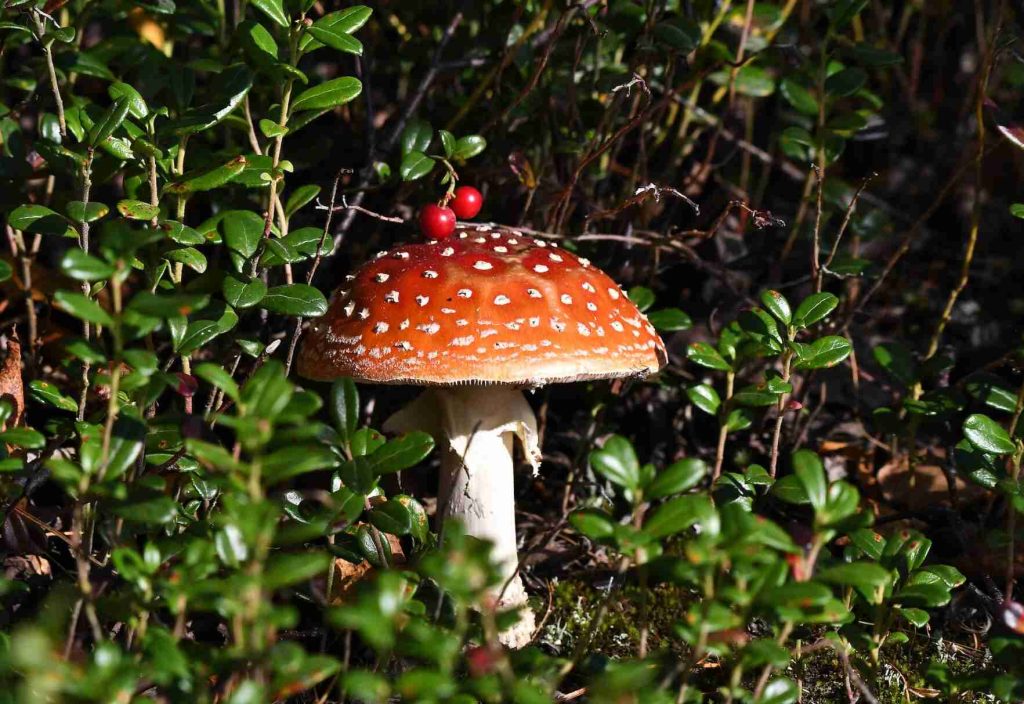 mushroom closeup