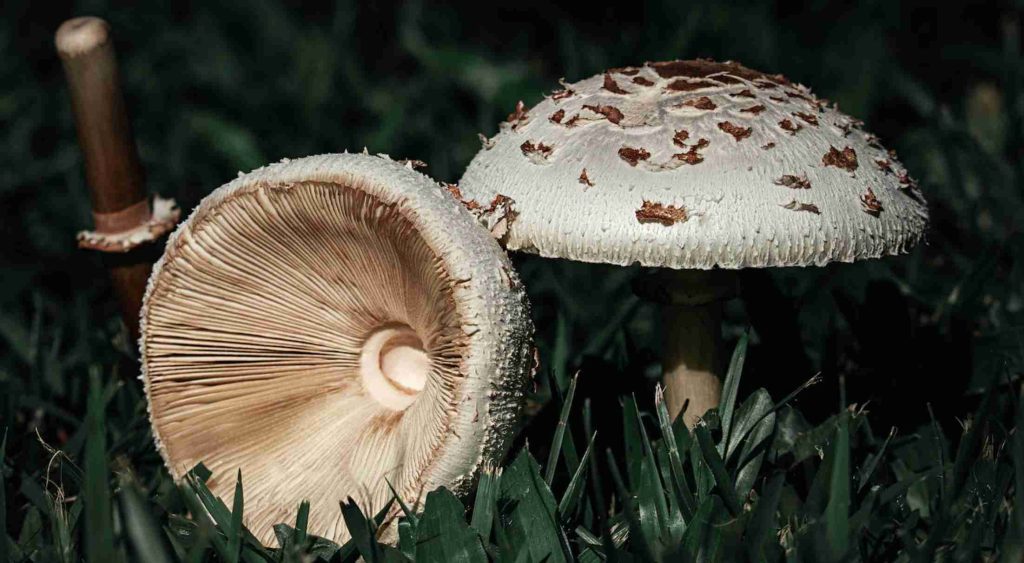 mushroom on grass in forest