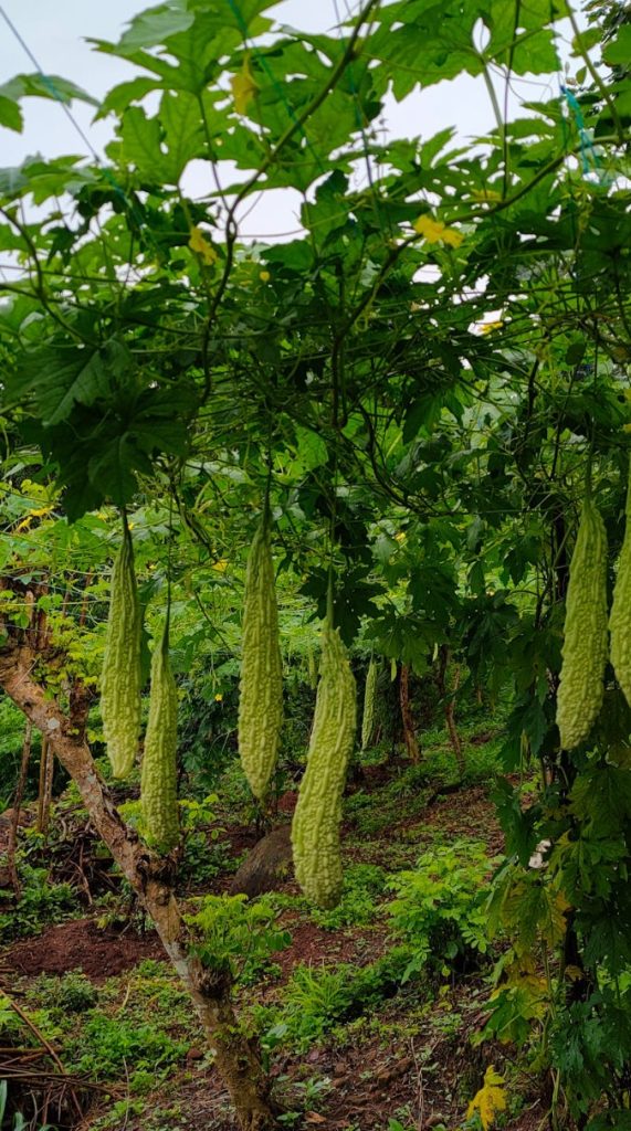 fresh bitter gourds hanging on tree