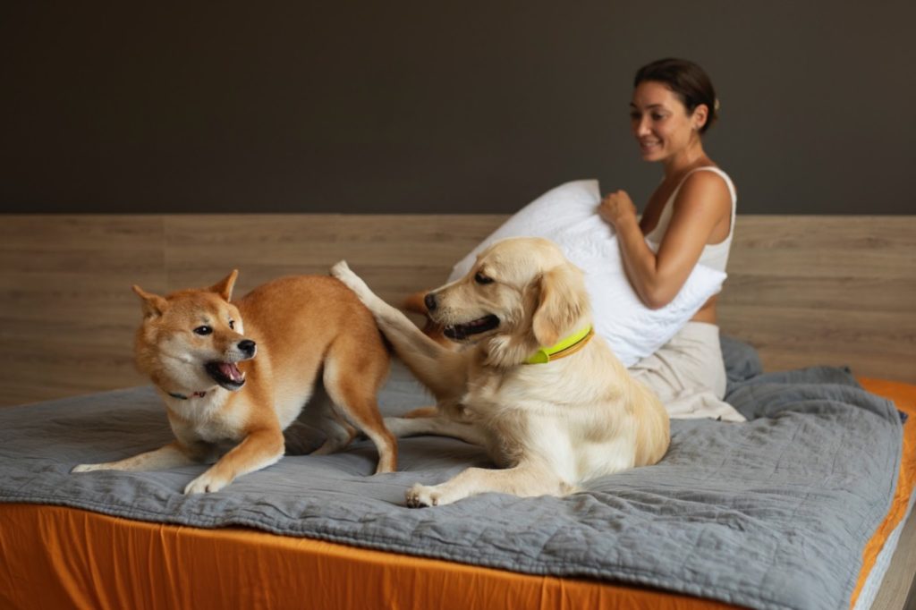 two dogs playing and lady smiling watching them