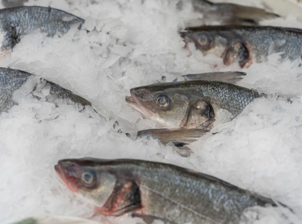 frozen fish in ice