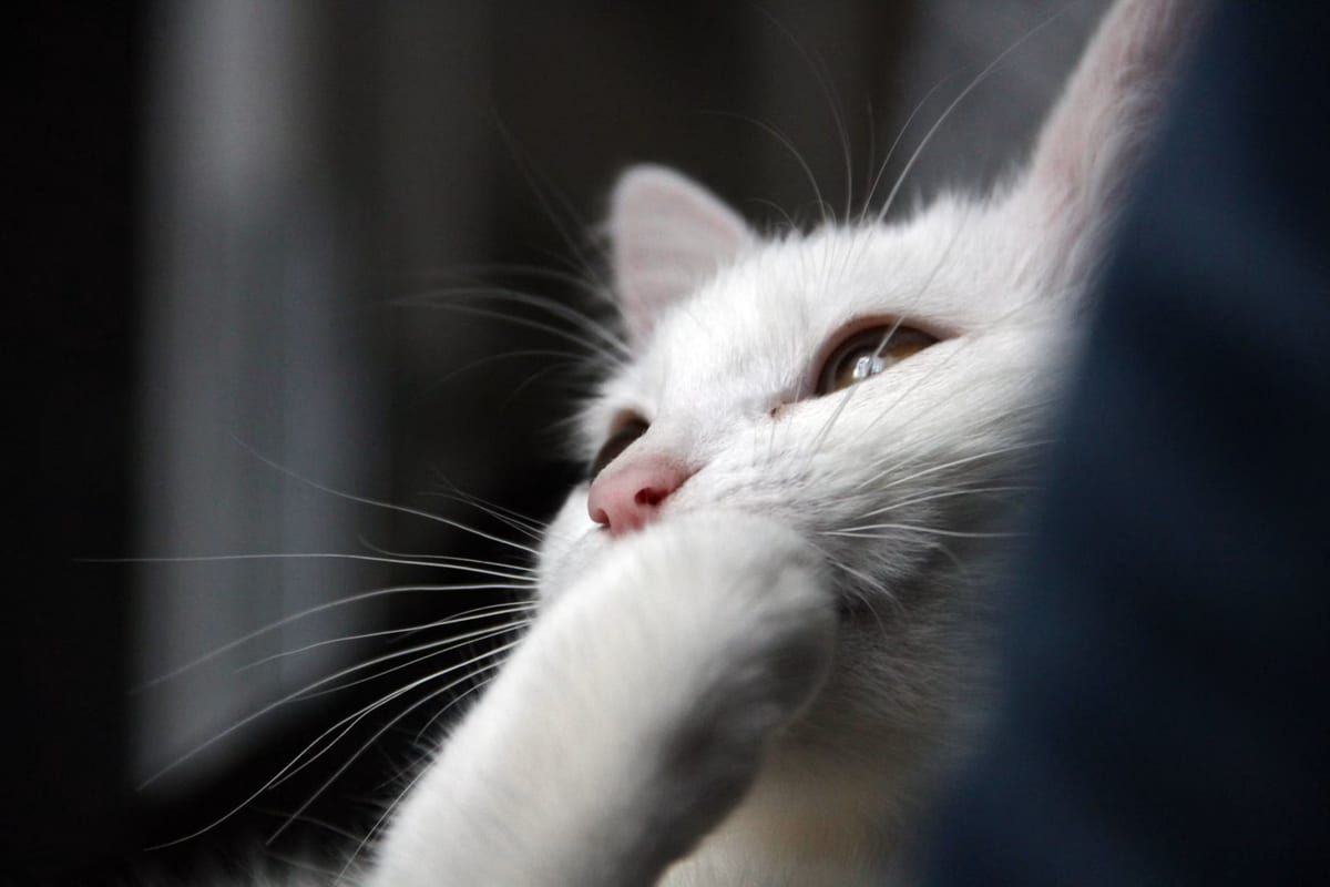 Close-up of a white cat holding its paw to its face against a dark background.
